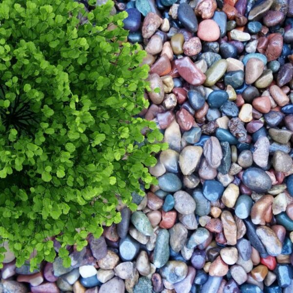 River Rock - Image 5