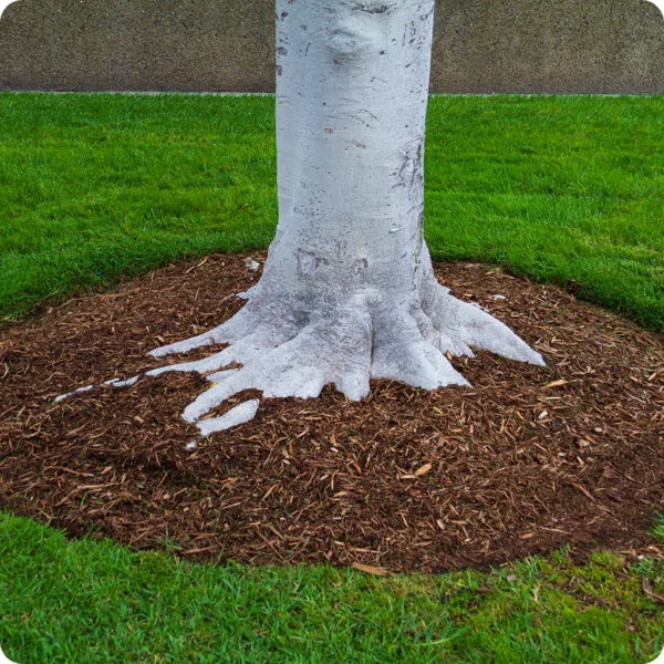 Cedar Mulch - Image 3