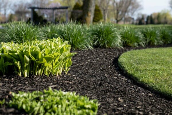 Black Mulch - Image 3